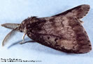 Picture of a male Gypsy Moth.