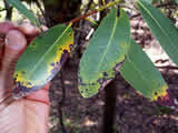Photo of spotting on bay leaves caused by Sudden Oak Death.
