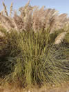 Photo of Pampas Grass which has long stalks with tan colored feather-like tops.